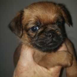 Reena - Red Brussels Griffon puppy in Nc, Florida from Brusseluv2