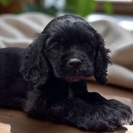 Boy 2 - Black and white male Cocker Spaniel puppy in Defuniak Springs, Florida from Anastasia Knight's Cocker Spaniels