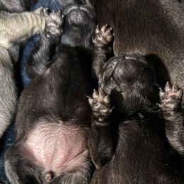 BLACK GIRL - Fawn female Pug puppy in Saugus, Massachusetts from Pug Puppies of Boston