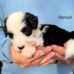 Hannah - Black and white female Sheepadoodle puppy in Chattanooga, Tennessee from River City Doodles TN