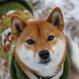 Raea - Shiba Inu