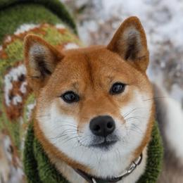 Raea - Shiba Inu
