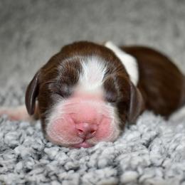 Toto - Liver and white male English Springer Spaniel puppy in Chapmansboro, Tennessee from Balthrop Bend Farms