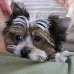 Biewer Terrier puppies from Central Texas Biewer Terriers