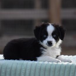 Helm - Black tri male Miniature American Shepherd puppy in Chocowinity, North Carolina from Foxtail Hollow