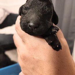 Chow Chow and Poodle Puppies from Pandora