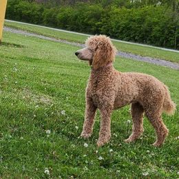 Poodle All Grown Up from Pop's  Poodle Pups