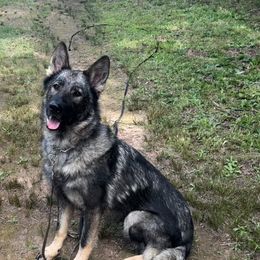 Angel - German Shepherd