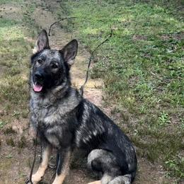 Angel - German Shepherd
