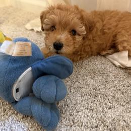 Poodle Puppies from Sealy Toy Poodles