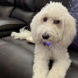 Goldendoodle All Grown Up from Happy_Tails_by_TJ
