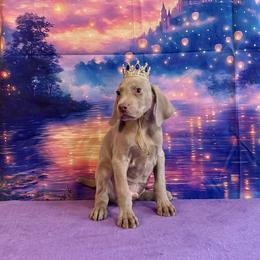 Charming - Silver gray male Weimaraner puppy in Aitkin, Minnesota from Whispering’s GunDogs