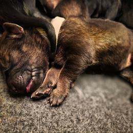 Gray Collar (Calypso) - Sable female German Shepherd puppy in Hermitage, Pennsylvania from Shepherds of the Hundred Acres