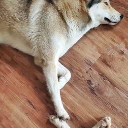 Siberian Husky Puppies from Breezy Valley Siberians