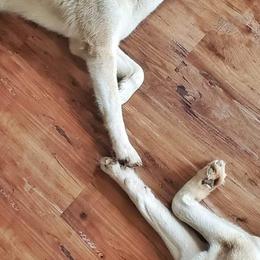 Siberian Husky Puppies from Breezy Valley Siberians