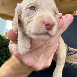 Boy 3 - Cream male Dachshund puppy in Orlando, Florida from Weiner Wunderland of Central Florida