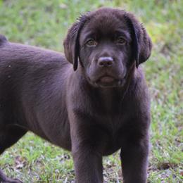 Chocolate female u - Chocolate female Labrador Retriever puppy in Edgefield, South Carolina from Backwoods Pond Labradors LLC