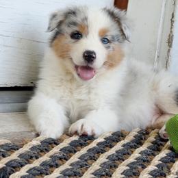 Crew - Blue merle male Australian Shepherd puppy in Kearney, Nebraska from Helix Aussies