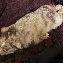 Australian Shepherd, Miniature American Shepherd, Miniature Australian Shepherd, and Toy Australian Shepherd Puppies from HP Aussie Kennels