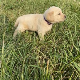 Labrador Retriever Puppies from Country Road Acres