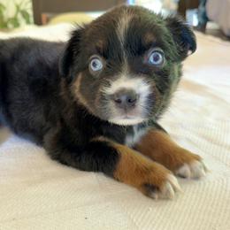 Bell - Black tri female Miniature Australian Shepherd puppy in Dillwyn, Virginia from Sand Creek Toy and Mini aussies