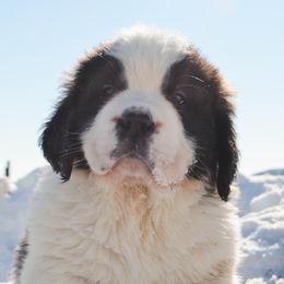 Saint Bernard Puppies from Atkinson Saint Bernards