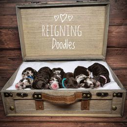 Aussiedoodle puppies from Reigning Doodles