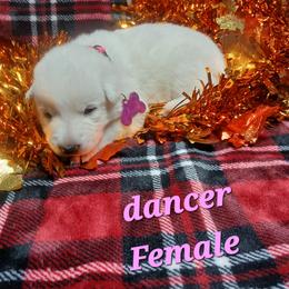 Dancer (Pink) - White female German Shepherd puppy in Bedias, Texas from TiPi S Ranch's German Shepherds