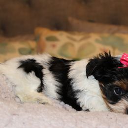 Biewer Terrier Puppies from Two Hearts Biewer's