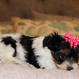 Biewer Terrier Puppies from Two Hearts Biewer's