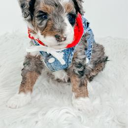 Chewbacca - Blue merle male Bernedoodle puppy in Otisville, Michigan from Danie’s Darling Doodles LLC