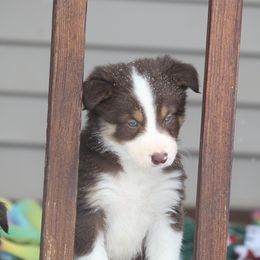 Border Collie, English Setter, and Miniature American Shepherd Puppies from First Harmony Farms