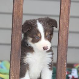 Border Collie, English Setter, and Miniature American Shepherd Puppies from First Harmony Farms