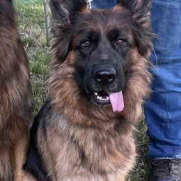 Paula - German Shepherd