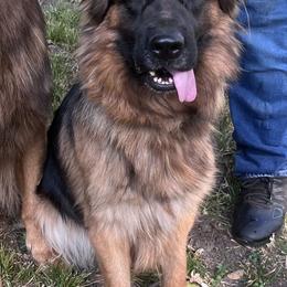 Paula - German Shepherd