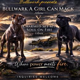 Staffordshire Bull Terrier puppies from Bullwark Staffordshire Bull Terriers