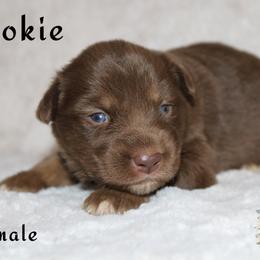 Cookie - Miniature Australian Shepherd puppy in Paris, Texas from Kuttin’ Up Mini Aussies