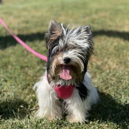 Biewer Terrier and Yorkshire Terrier Puppies from Yorkie Town California