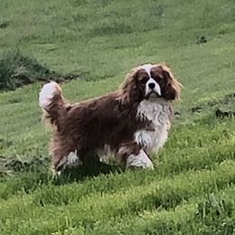 Dillon - Cavalier King Charles Spaniel