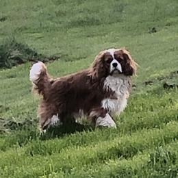 Dillon - Cavalier King Charles Spaniel