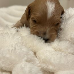 Green Bean - Cream male Goldendoodle puppy in Palmetto Bay, Florida from Simply Pawfect Doodles