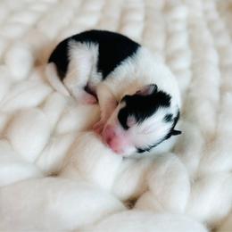 Mr Flash - Black and white male Pomsky puppy in Greencastle, Indiana from JDpomskies