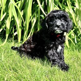 Cavapoo Puppies from Cavapoo Cuddles
