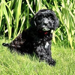 Cavapoo Puppies from Cavapoo Cuddles