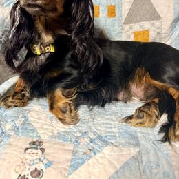 Freyja - Dapple female Dachshund puppy in Nampa, Idaho from 208 Wiener Wiggle Butts LLC