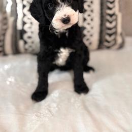 Maple - Black and white female Bernedoodle puppy in Jacksonville, Florida from Star of the Sea Doodles