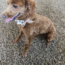 Opal - Poodle