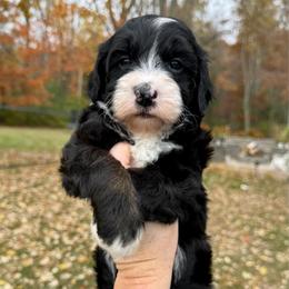 Rue - Tri-color female Bernedoodle puppy in Midland, Michigan from Northern Charm Farm