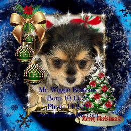 Mr Wiggle Bottoms - White male Maltese puppy in Silverhill, Alabama from Malteseuluv’s Tiny Treasurers