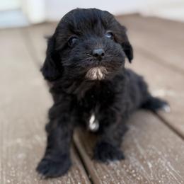 Cisco - Black male Maltipoo puppy in Lebanon, Kentucky from Mosaic Merle Doodles